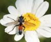 Cylindromyia sp.